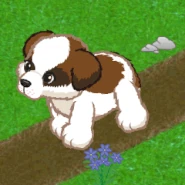St. Bernard Puppy Gif