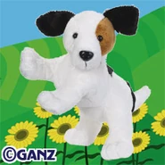 Jack Russell (larger).jpg (16 KB)