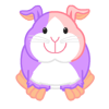 Lilac guinea pig