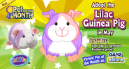 Lilac Guinea Pig MP1