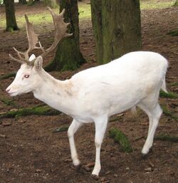 White hart.jpg