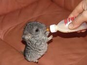 One of Ava's baby chinchillas