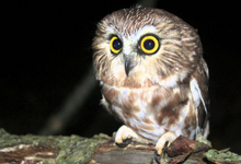 Saw-whet owl