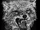Coyote