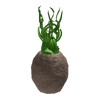 AmpleFloorPlant.png