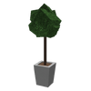 SaplingPlant.png