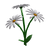 Daisies.png