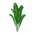 TallNaturalPlant.png