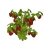 Strawberry Bush