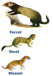 Mustelids1