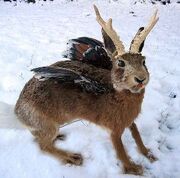 Wolpertinger-schnee