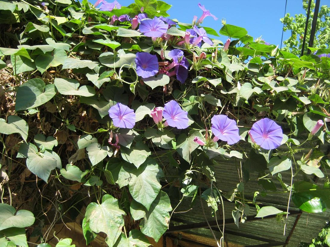 Ipomoea purpurea Weltpedia Wiki Fandom