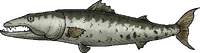 BarracudaWhole