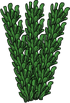 A Seaweed