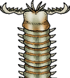A bobbit worm