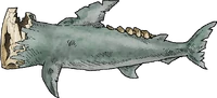 HammerDeadSharkWhole