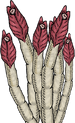 Some Tube Worms