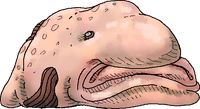 the blob fish went to the gym now he is a noodle he can't even s**t - Dirty  Joke Dogfish