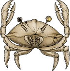 SkeletonCrab