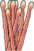 A Sea Anemone