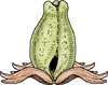 A Plant Hive