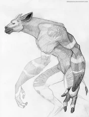 We’re-Okapi