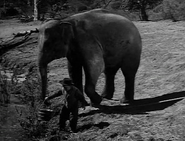 Rawhide - The Prairie Elephant - Image 2