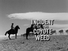 Incident of the Coyote Weed