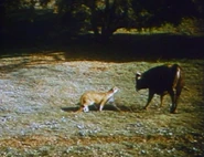 The Monroes - Killer Cougar - Image 1.png (706 KB)