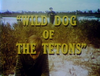 Wild Dog of the Tetons.png