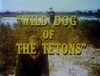 Wild Dog of the Tetons