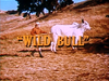 Wild Bull.png