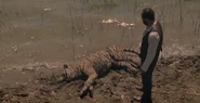 Bernard coming across the dead body of a tiger from The Raj