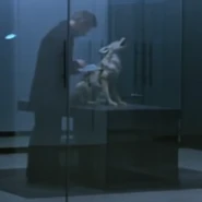 Technician examining coyote host, frozen mid-motion