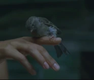 A close-up on the bird, as it sits on Maeve's finger