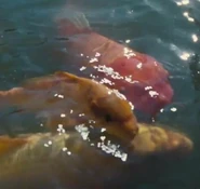 Kois in a koi pound at Snow Lake in Shōgunworld