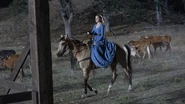 Dolores riding home to the Abernathy Ranch, cattle in the background ("The Stray")