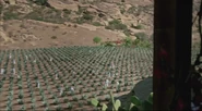View of the agave plantation itself