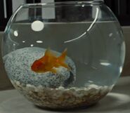 A goldfish in hybrid James Delos' room in Lab 12