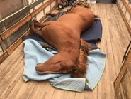 Behind the scenes: Horse host dummy cadaver