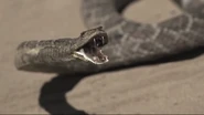 Mouth still open, the host rattlesnake appears frozen in place