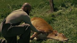 Ww s3e1 Bernard with cow