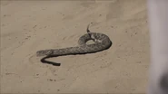 The rattlesnake preparing to attack Dr. Ford and Little Boy while they're out on a stroll
