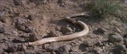 The rattlesnake shot dead by Peter and John, in self-defence