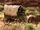 Wagons
