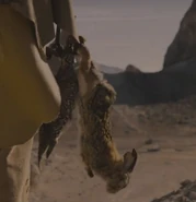 A rabbit and a wild bird caught by Akecheta