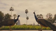 Peacocks in the opening shots of a resort in The Raj