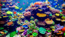 Greatbarrierreef