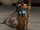 Aun'El Shi'ores