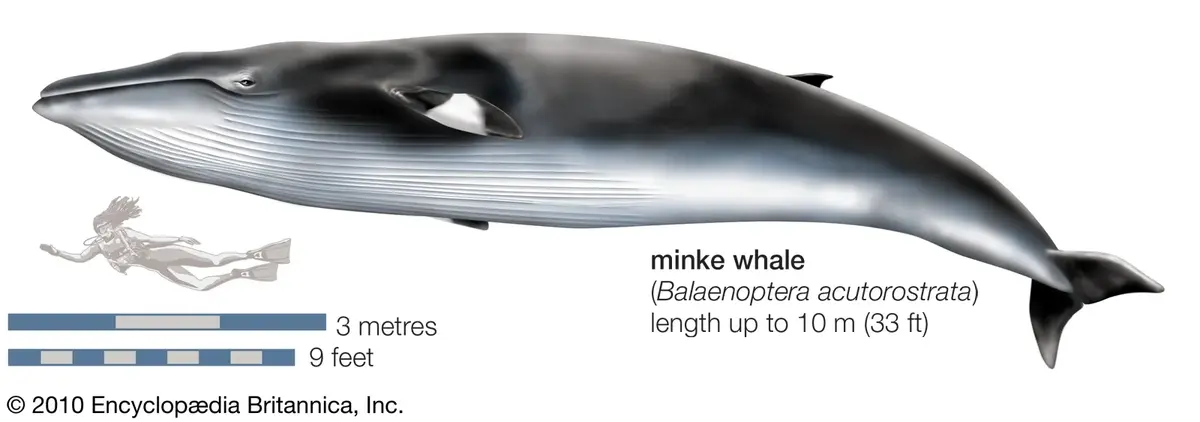 Minke Whale | Whale-a-pedia Wiki | Fandom